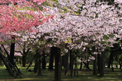 桜の共演