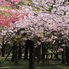 桜の共演