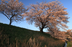 堤の桜１