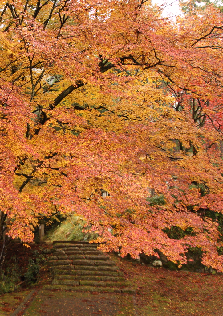 紅葉への階段