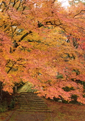 紅葉への階段