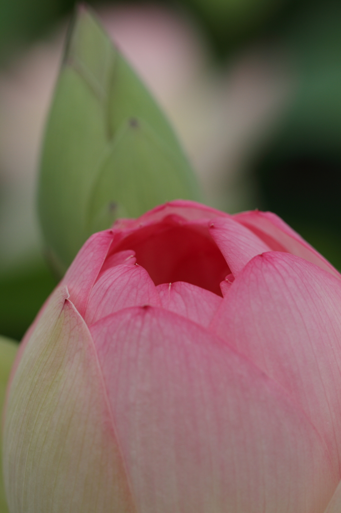 花蓮１
