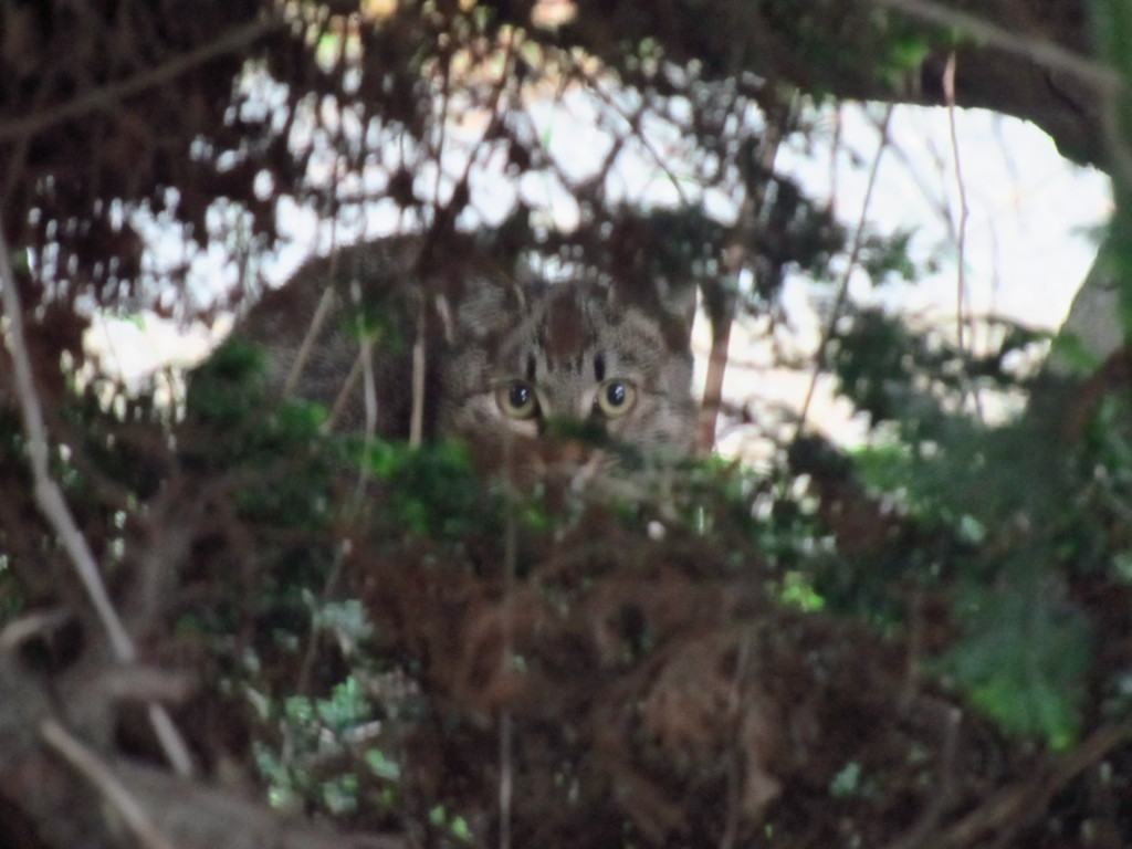 ねこ
