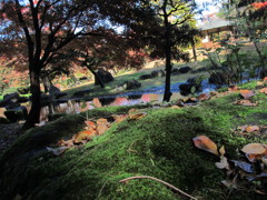 苔と落ち葉
