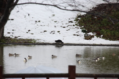 ねこと鳥