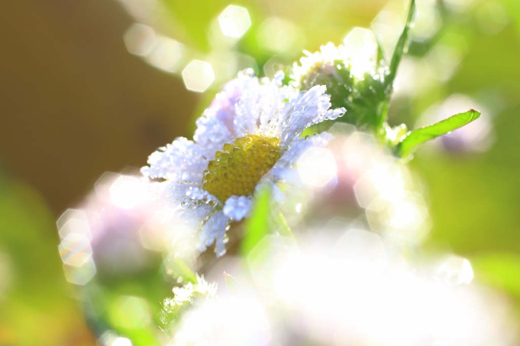 花の雫