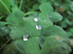 雫