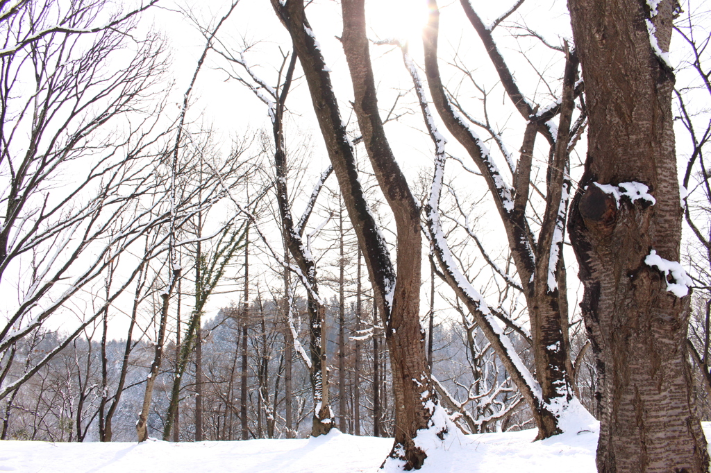 木々と雪と太陽と