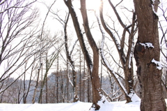 木々と雪と太陽と