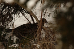 キジ♀