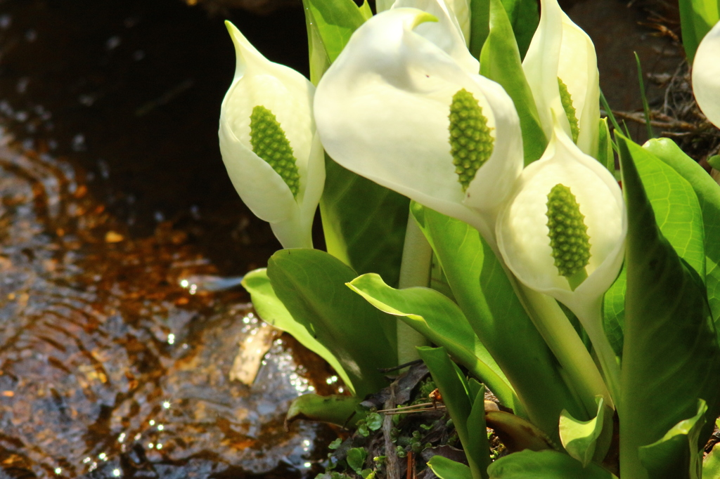 水芭蕉