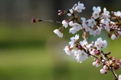 Sakura 2016 見沼①