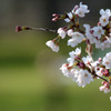 Sakura 2016 見沼①
