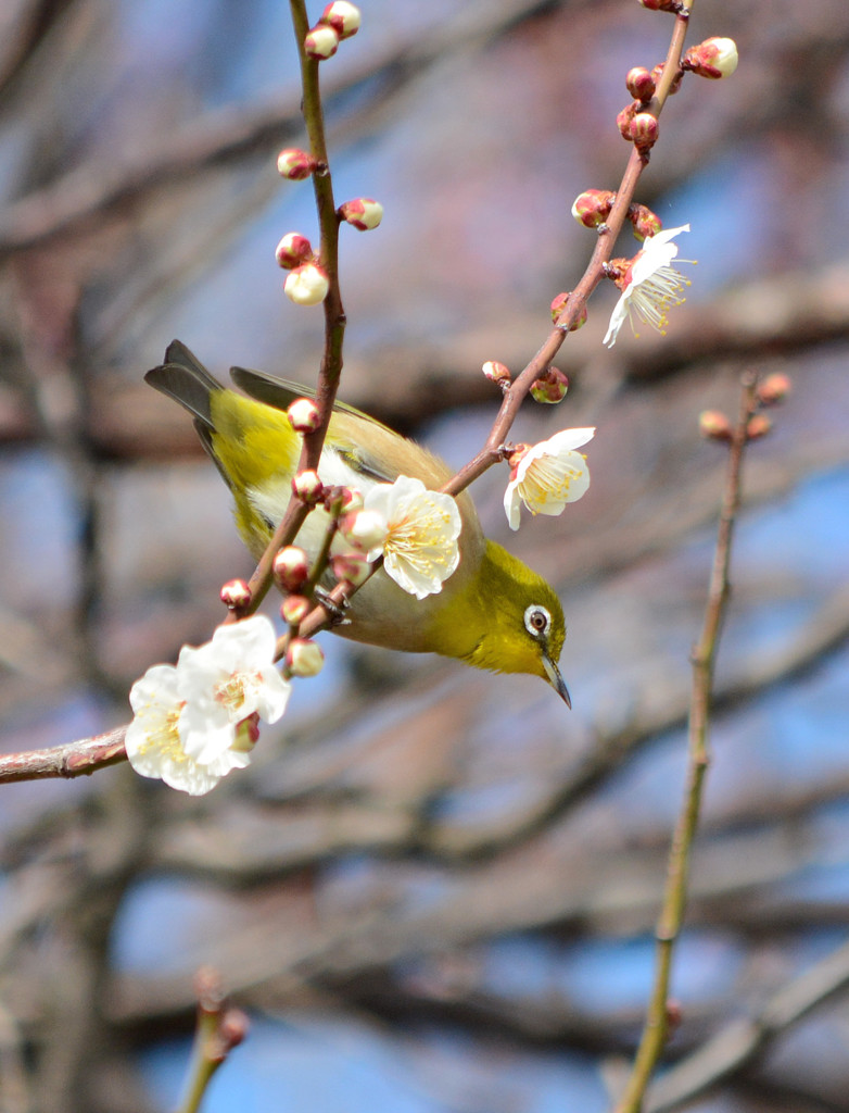 ウメジロ②