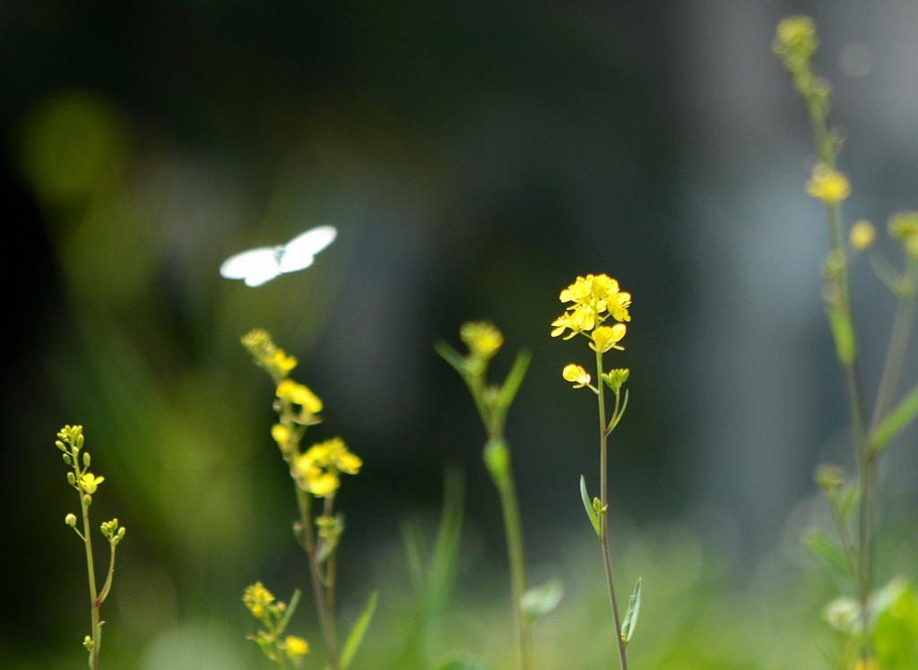 Yellow Magic