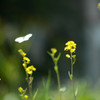 Yellow Magic