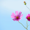 コスモス2015 ～その8～