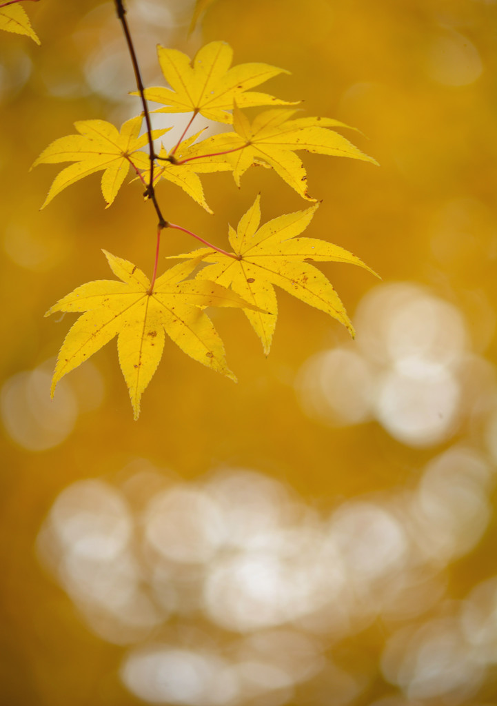 autumn yellow