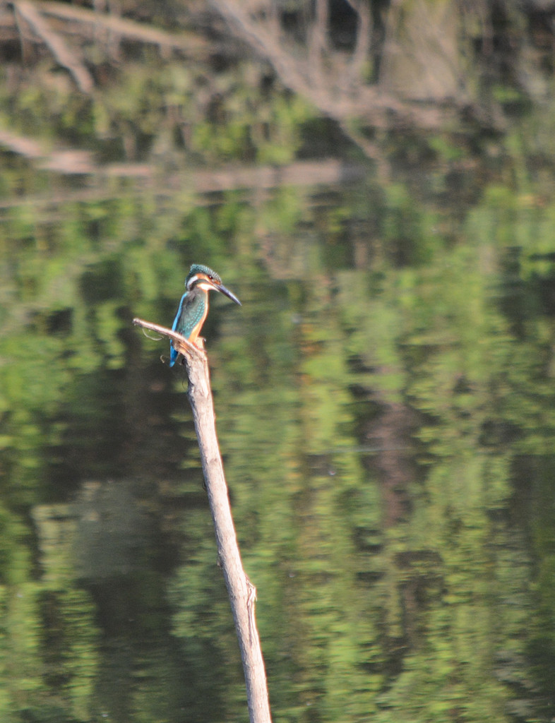 カワセミに逢いたくて②