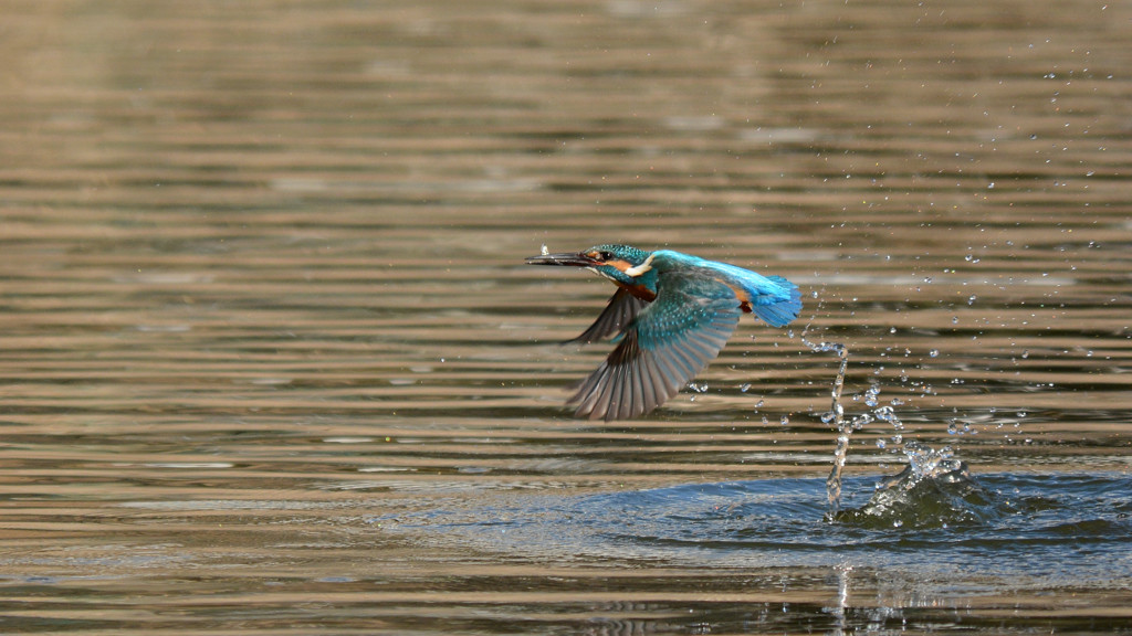 Bait fish position ⅳ