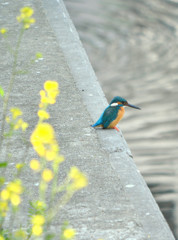 with 　菜の花