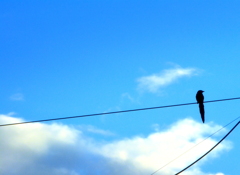 オナガの空