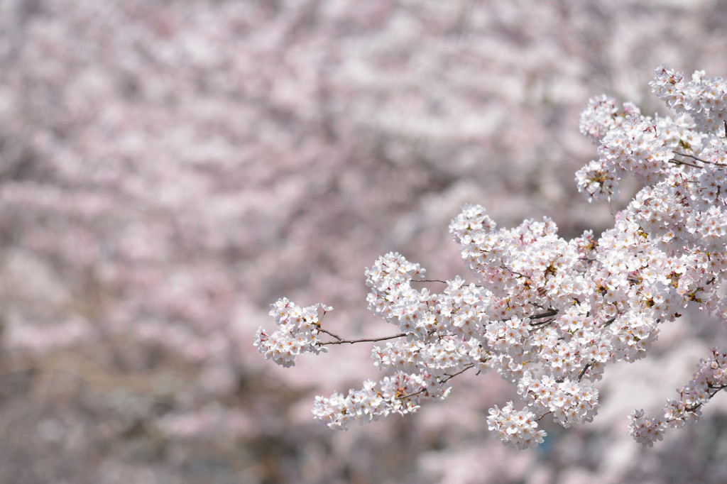 sakura2015 ～白幡①～