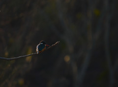 鳥なのに鳥目じゃないの？