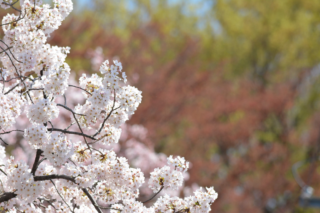 sakura2015 ～白幡②～