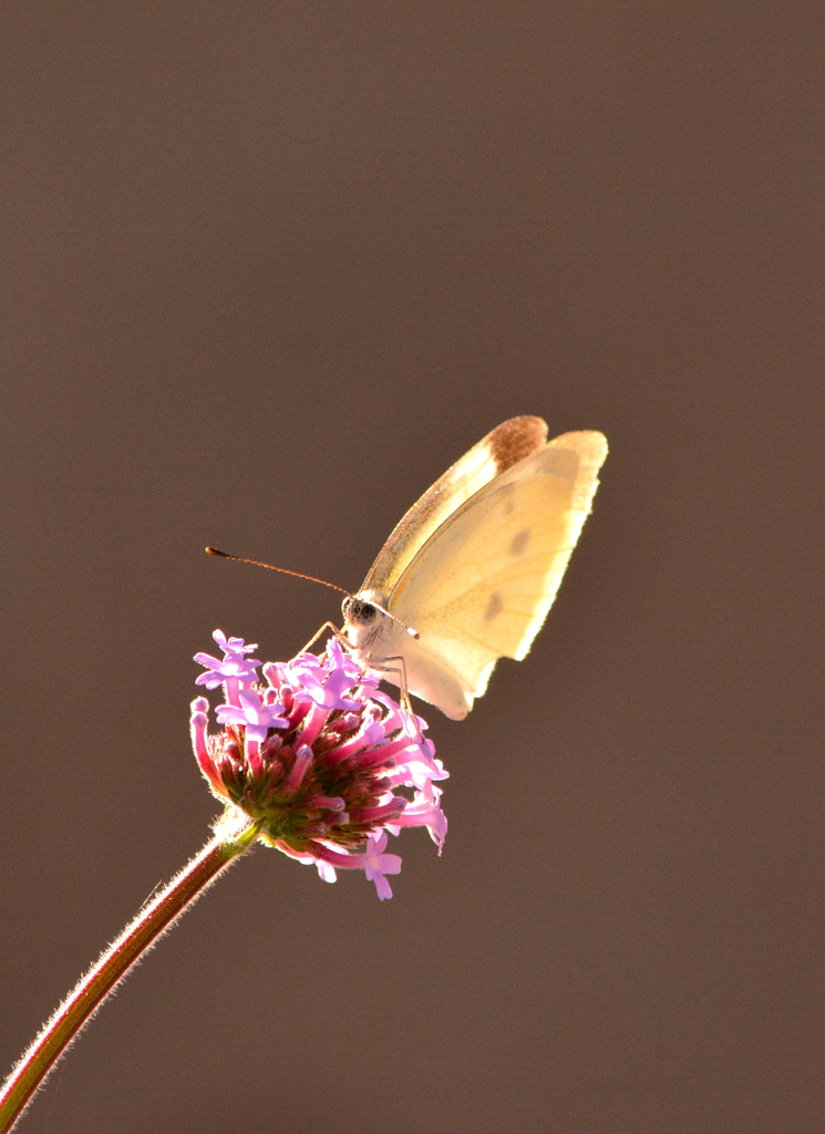 ：Pieris rapae