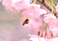 河津桜とミツバチ②