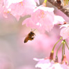 河津桜とミツバチ②