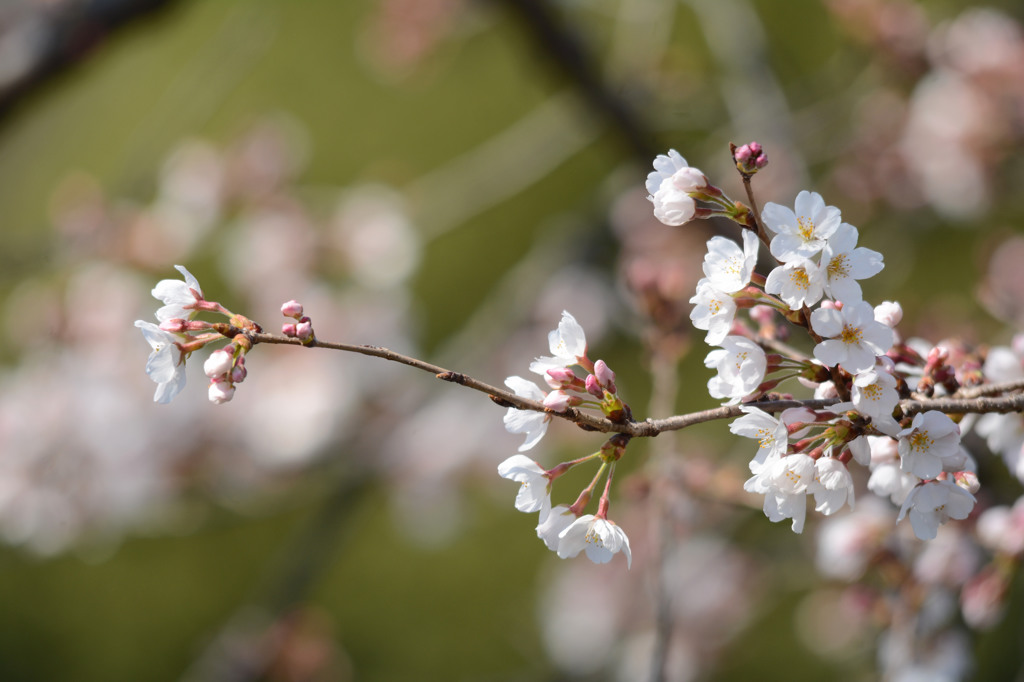 Sakura 2016 見沼②