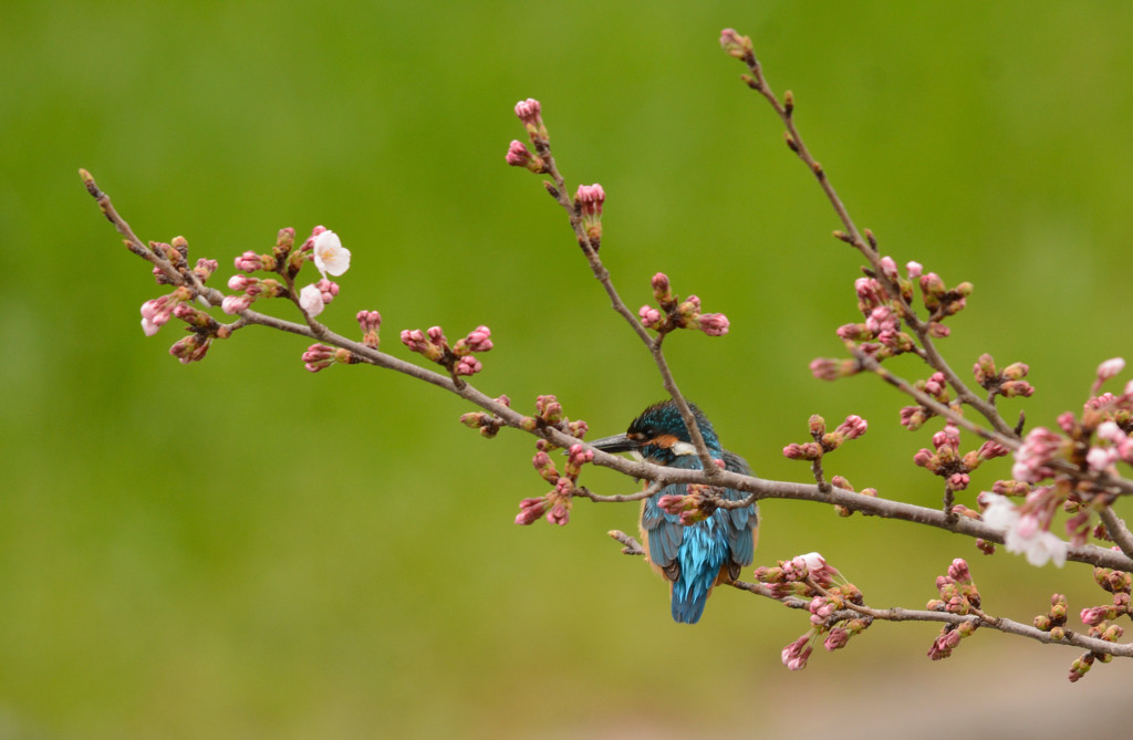 さくらの季節 3.31 ①