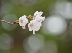 sakura2015 ～北浦和②～