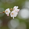 sakura2015 ～北浦和②～