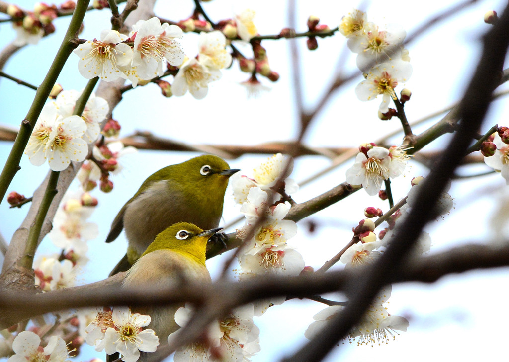 ウメジロ×2