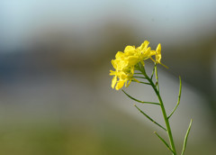 菜の花 ~300mm~