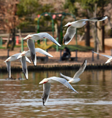 Synchronized Flying 3