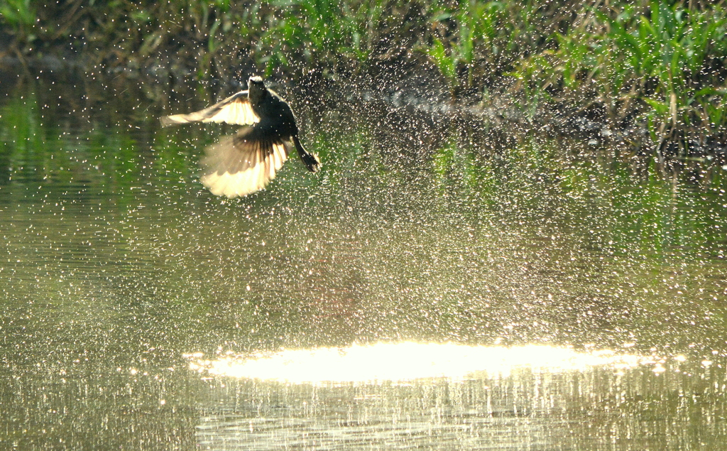 Splash 1