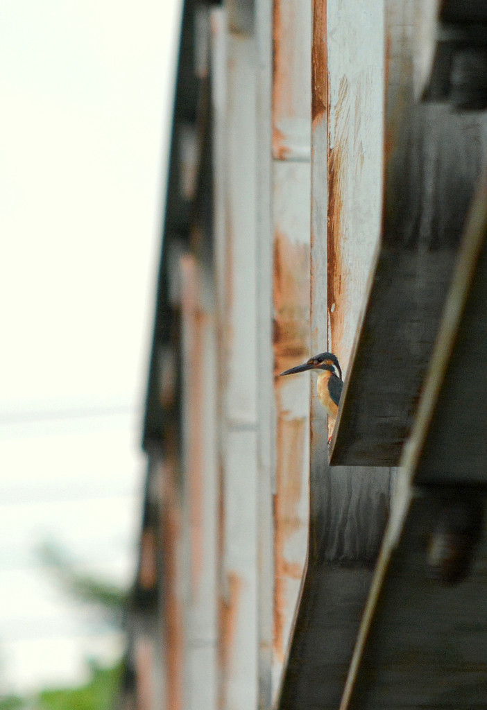 like a bungee Ⅰ