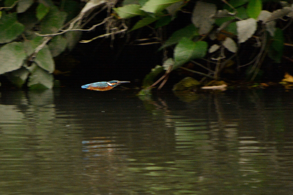 低空飛行　～カワセミ～