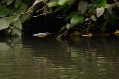 低空飛行　～カワセミ～