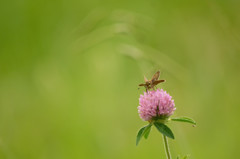 アカツメクサの花が咲いたら♪　～イチモンジセセリ～