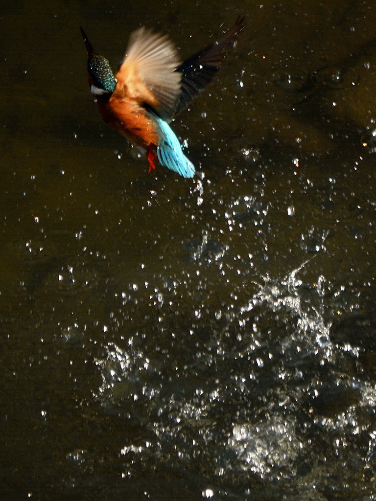 ISO250 ①