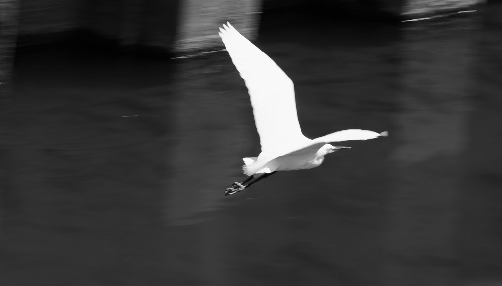 白い翼　～モノクロ～