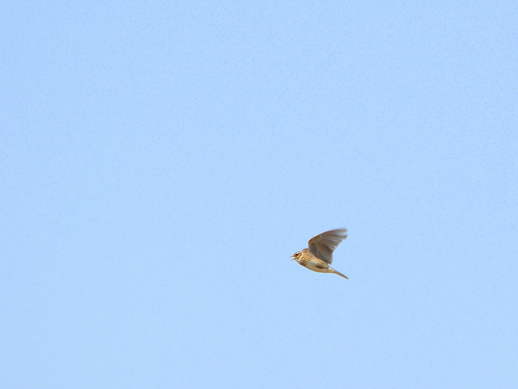 Skylark Ⅱ