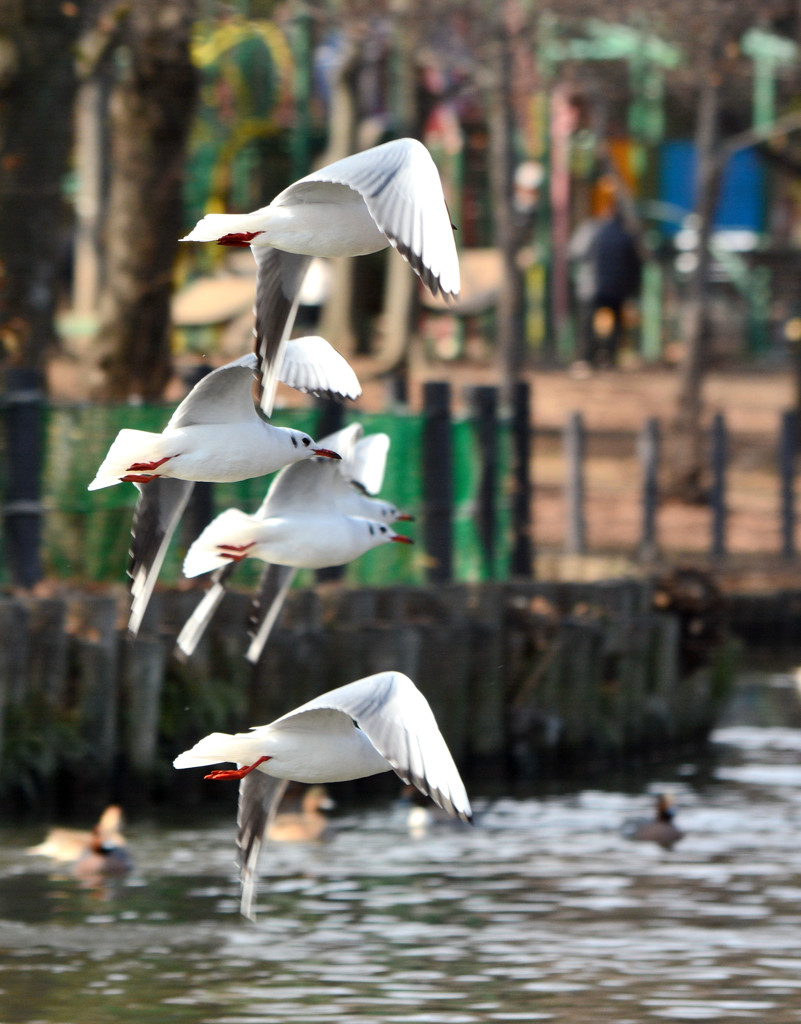 Synchronized Flying 1