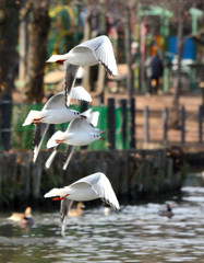 Synchronized Flying 1