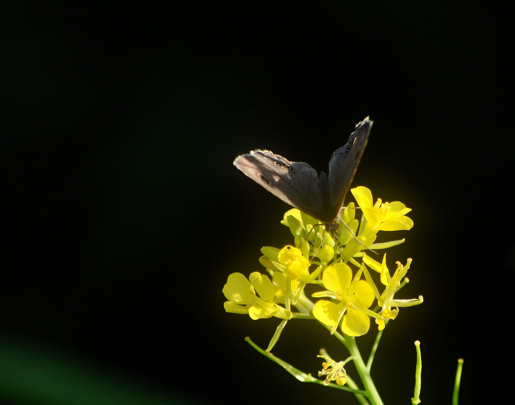 木陰にて